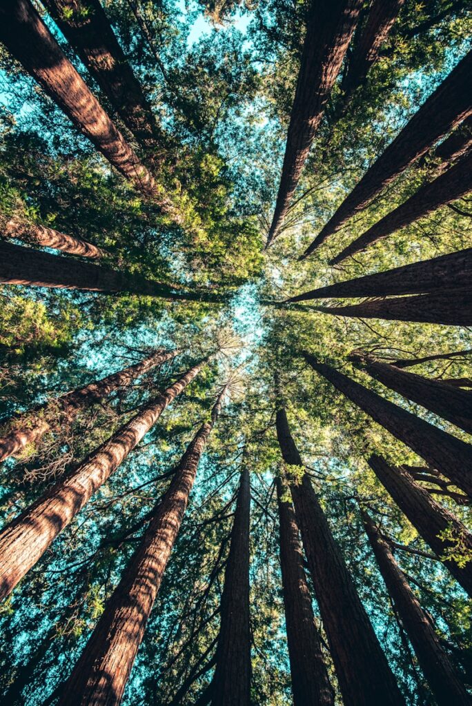 forêt symbole de biodiversité
