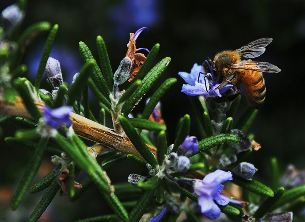 bee on blue flower