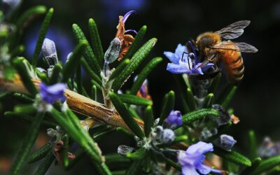 Les métiers de la biodiversité : un secteur d’avenir